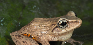 Un equipo de investigadores de la Universidad Técnica Particular de Loja (UTPL), en colaboración con la Universidad Ovidius Constanta de Rumania y el Instituto Nacional de Biodiversidad (INABIO), describió tres nuevas especies de ranas asociadas a los bosques de bambú andino en el sur del Ecuador, un hallazgo que amplía el conocimiento sobre la biodiversidad de los Andes ecuatorianos y resalta la urgencia de conservar estos ecosistemas.