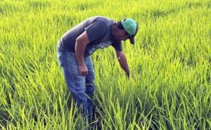 La tensión comercial entre Ecuador y Colombia por la decisión del presidente ecuatoriano, Daniel Noboa, de imponer un arancel del 30 % a productos colombianos comenzó a generar inquietud en el sector productivo y en altos niveles del Gobierno colombiano, que este viernes reclamaron medidas de protección y represalias, informó EFE.