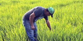 La tensión comercial entre Ecuador y Colombia por la decisión del presidente ecuatoriano, Daniel Noboa, de imponer un arancel del 30 % a productos colombianos comenzó a generar inquietud en el sector productivo y en altos niveles del Gobierno colombiano, que este viernes reclamaron medidas de protección y represalias, informó EFE.