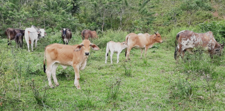 En el cerro Igualata, cantón Guano, diez cabezas de ganado fueron sustraídas durante la noche y la madrugada en un nuevo caso de abigeato que mantiene en alerta a los habitantes de la zona rural. Según los moradores, los delincuentes trasladaron a los animales por varios kilómetros hasta las quebradas del sector La Dolorosa, donde presuntamente fueron cargados en un vehículo.