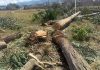 Un operativo de control en el norte del cantón Riobamba, puso en evidencia un presunto caso de aprovechamiento forestal irregular. La intervención, liderada por autoridades ambientales y policiales, dejó como resultado la retención de aproximadamente 15 metros cúbicos de madera rolliza y una motosierra que habría sido utilizada en la actividad.