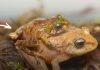 Nueva especie de rana es descubierta en Tungurahua